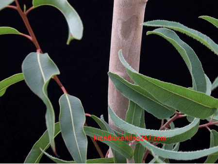 Công dụng và tác dụng chữa bệnh của cây Bạch đàn chanh