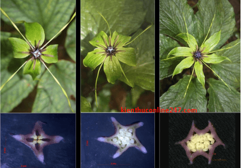 Công dụng và tác dụng chữa bệnh của cây Bảy lá 1 hoa